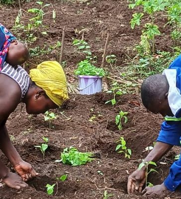 Suivi technique des activités maraîchères de BAH Sira Djouma
