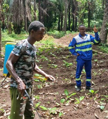 Le périmètre maraîcher de Rouguiatou Barry, victime d’une attaque