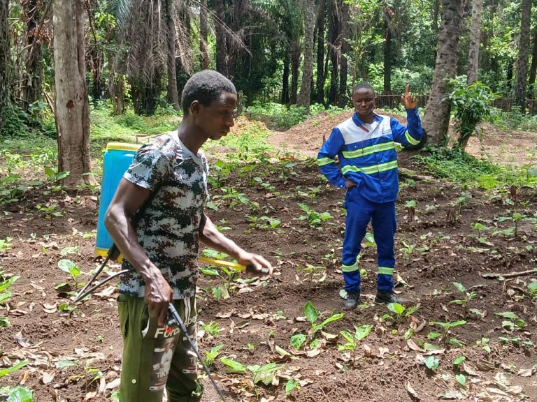 Lire la suite à propos de l’article Le périmètre maraîcher de Rouguiatou Barry, victime d’une attaque