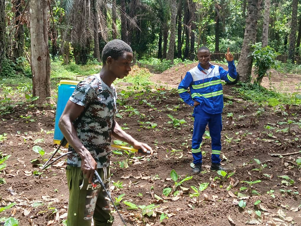 Le périmètre maraîcher de Rouguiatou Barry, victime d’une attaque