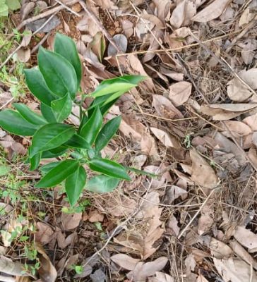 Visite de suivi de 3 PAPs planteurs du PRMS KGK à Kagnéka