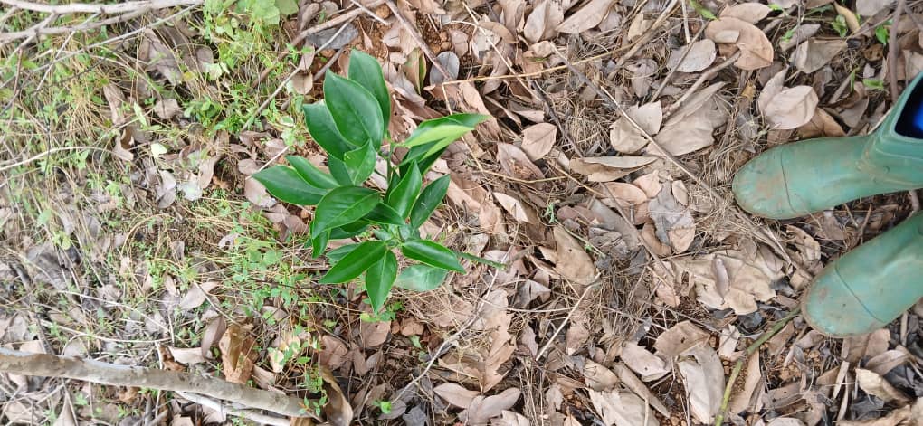 Visite de suivi de 3 PAPs planteurs du PRMS KGK à Kagnéka