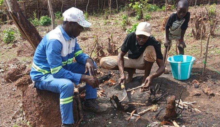 Culture du manioc : une formation pratique sur l’itinéraire technique à M’Bourorè.